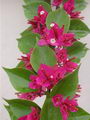 Bougainvillea Glabra